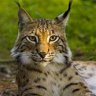 julia_lynx